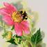 Канва с рисунком Ц-056 "Шмель на цветке" 34х36 см