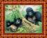 Ткань схема для бисера кбж 3022 "Семья горилл"